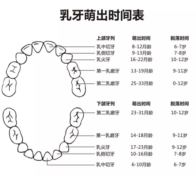尚佳專業(yè)月嫂丨何時(shí)長(zhǎng)牙才算正常？